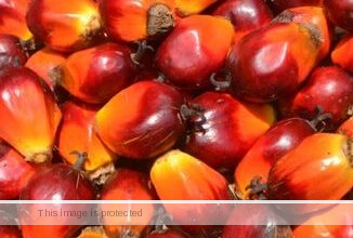 Palm Oil Farming, Production and Processing in Nigeria