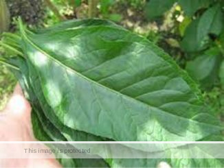 Bitter Leaf Health Benefits and Side Effects
