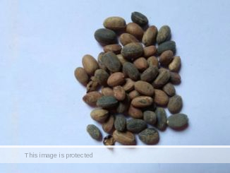 Miracle Seed for Weight Loss