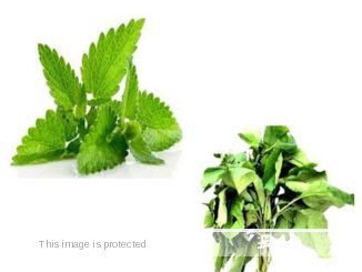 prepare scent leaf for infection