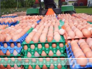 Eggs Business in Nigeria